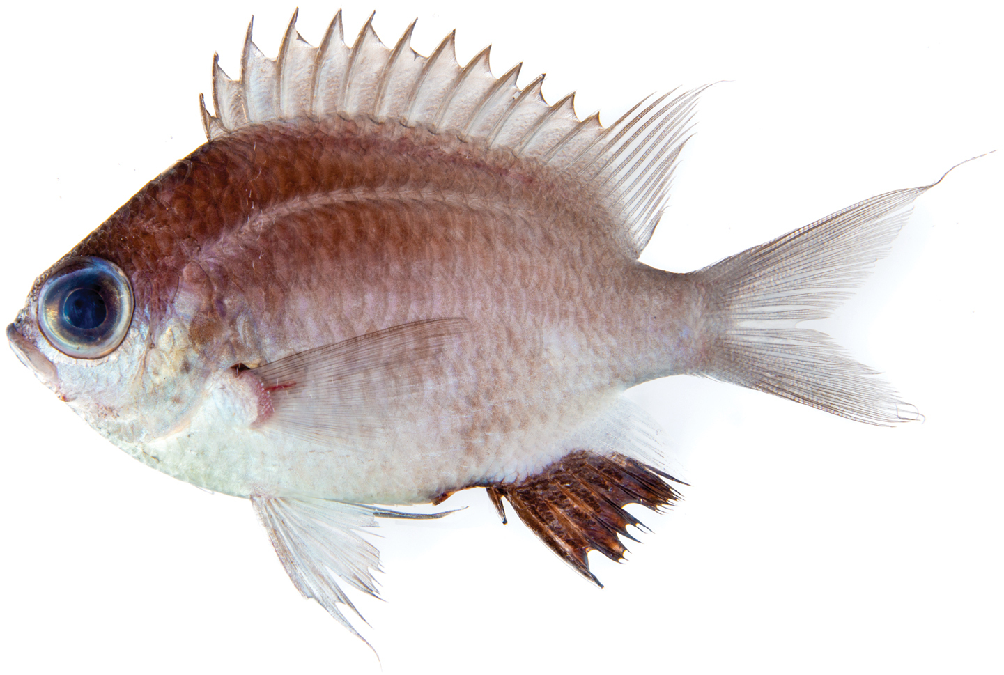 Chromis abadhah: Ikan Karang Merah dari Kedalaman Laut Maladewa yang Menyimpan Keindahan Tersembunyi