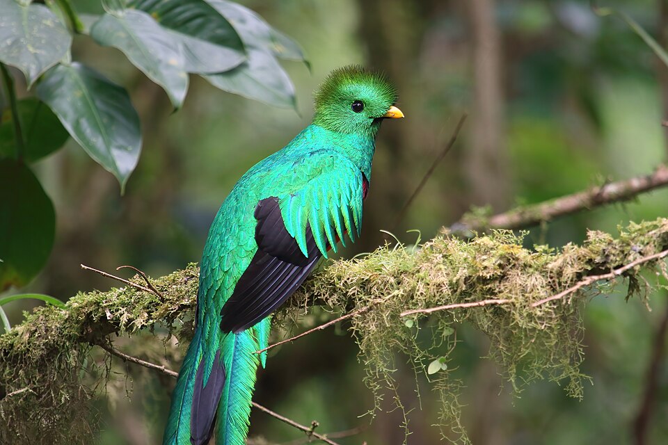 Resplendent Quetzal, Permata Hutan Amerika Tengah yang Jadi Simbol Kebebasan dan Kehidupan