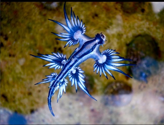 Terjebak dalam Kecantikan Berbisa: Mengenal Lebih Dekat "Naga Biru" Sang Pemburu Racun