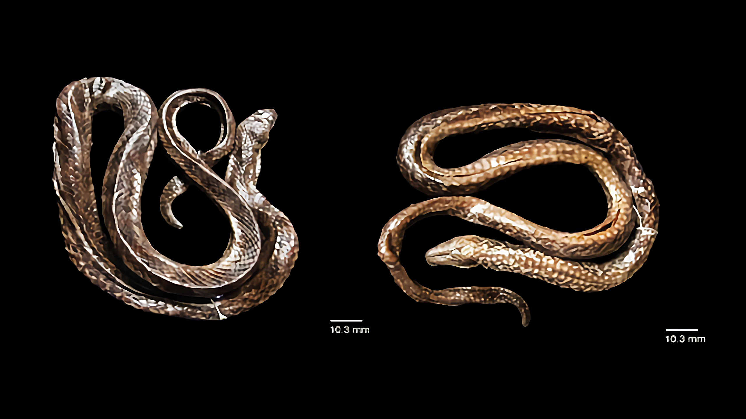 Jenis Ular air baru 2024 dari Sulawesi