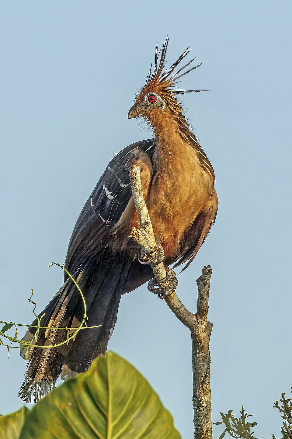 Hoatzin, Burung Bau dari Amazon yang Jadi Bukti Hidup Evolusi Alam