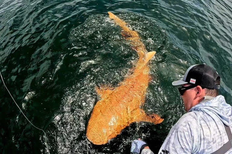 Hiu Oranye Pertama di Dunia ditemukan, Simak Penampakannya !