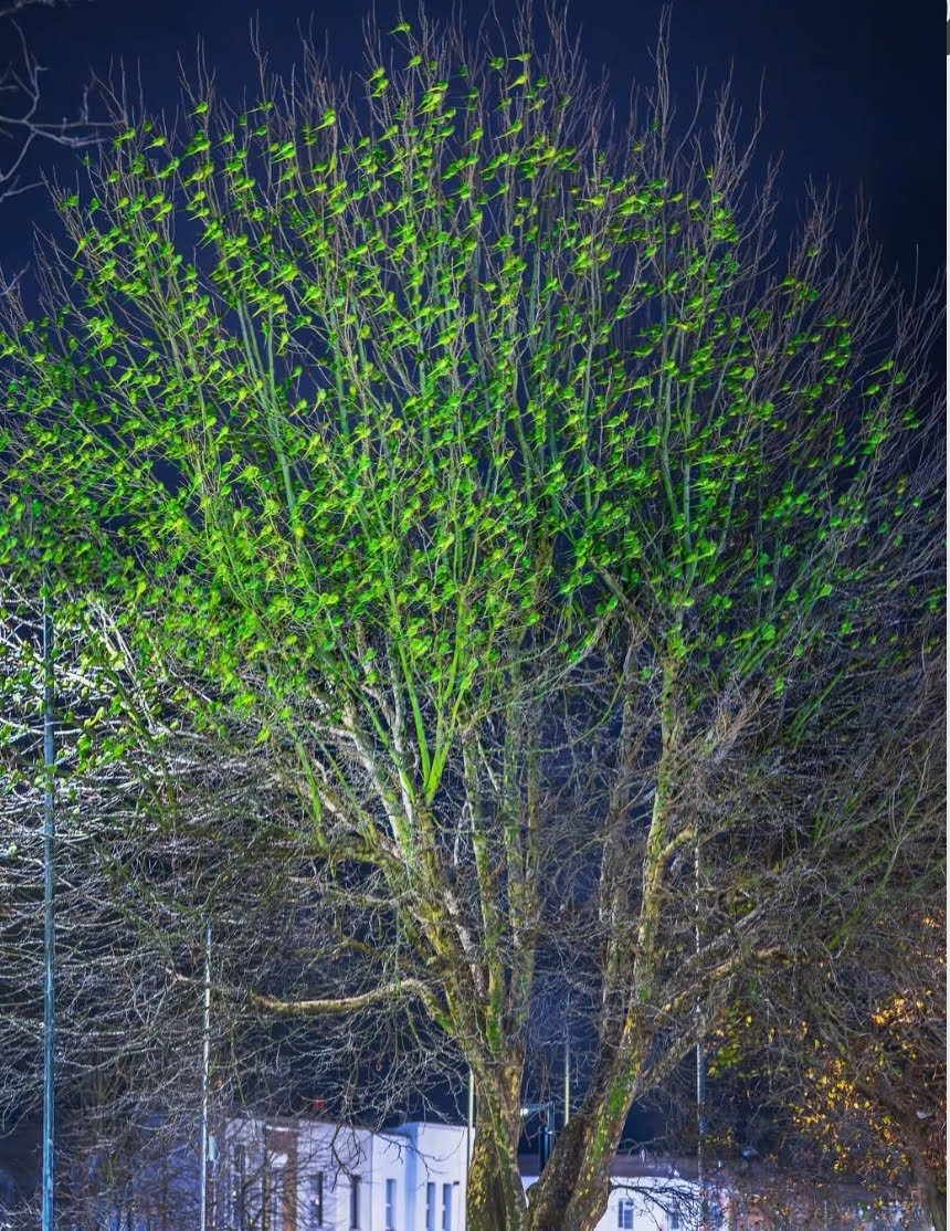 Fenomena Hijau di London: Ribuan Parkit Ekor Panjang "Menyulap" Pohon Saat Senja