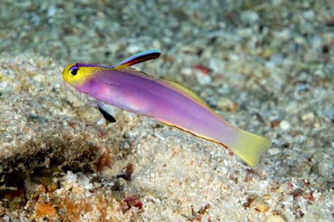 Ikan Dart Ungu, Spesies Baru dari Laut Sulawesi