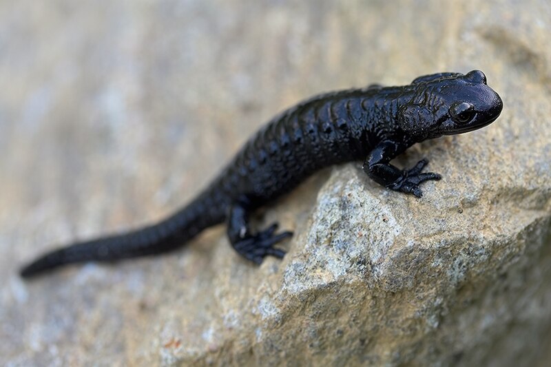 Keunikan Alpine Salamander, Amfibi Gunung Eropa