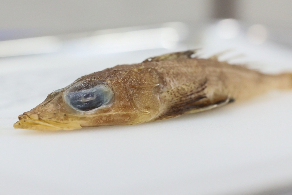 Penemuan Ikan Datar Baru dari Laut China Selatan: Rogadius azizahae, Sang Penyamar Dasar Laut yang Mengagumkan