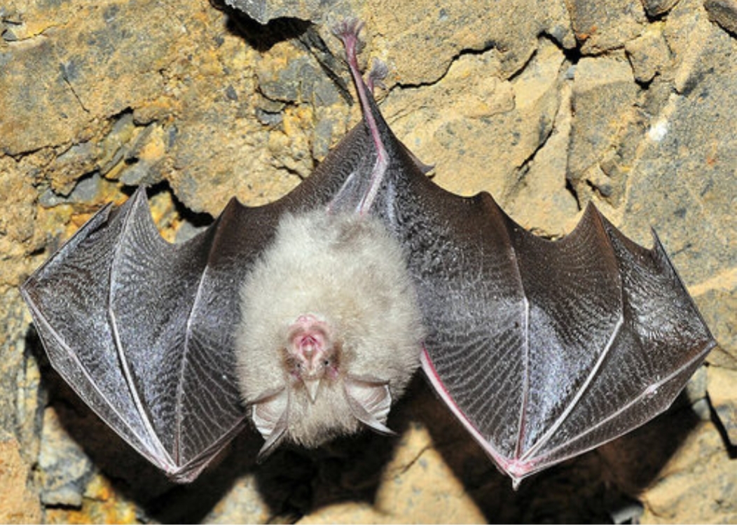 Kelelawar Eropa yang kehilangan Sumber makanan.