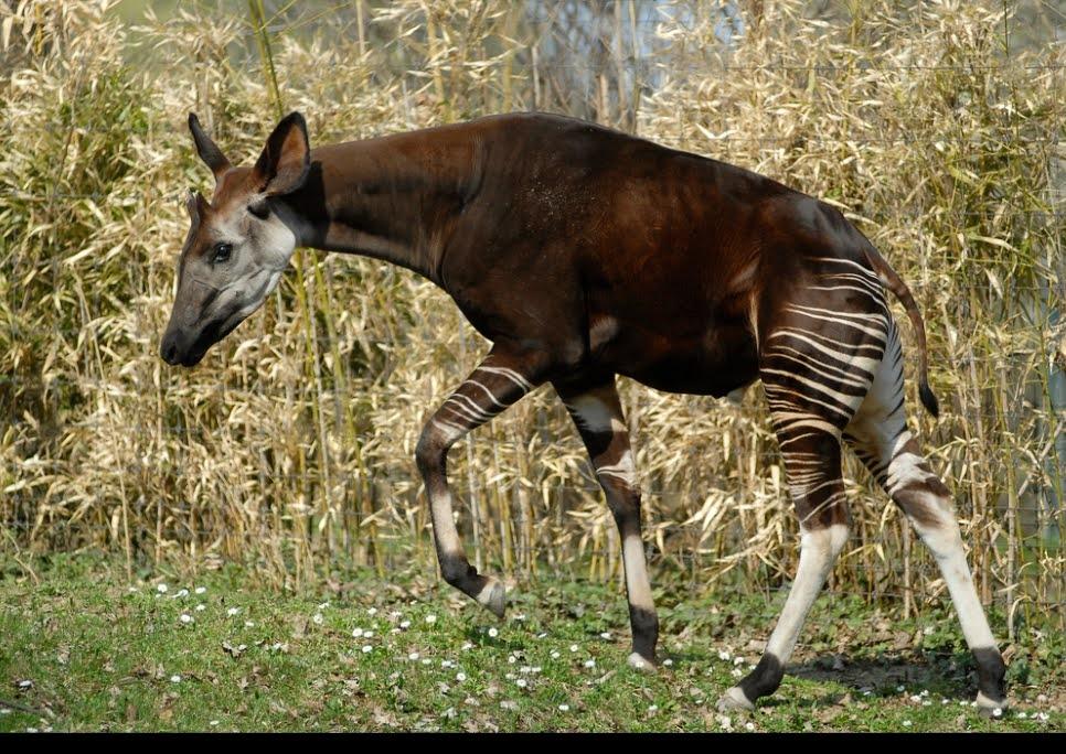 Si Paling Unik dari Hutan Ituri: Okapi, "Unicorn Afrika" yang Bukan Persilangan