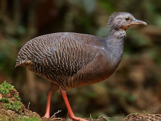 Burung Black-Capped Tinamou dikenal sebagai spesies Hutan Tropis yang Pemalu dan Misterius
