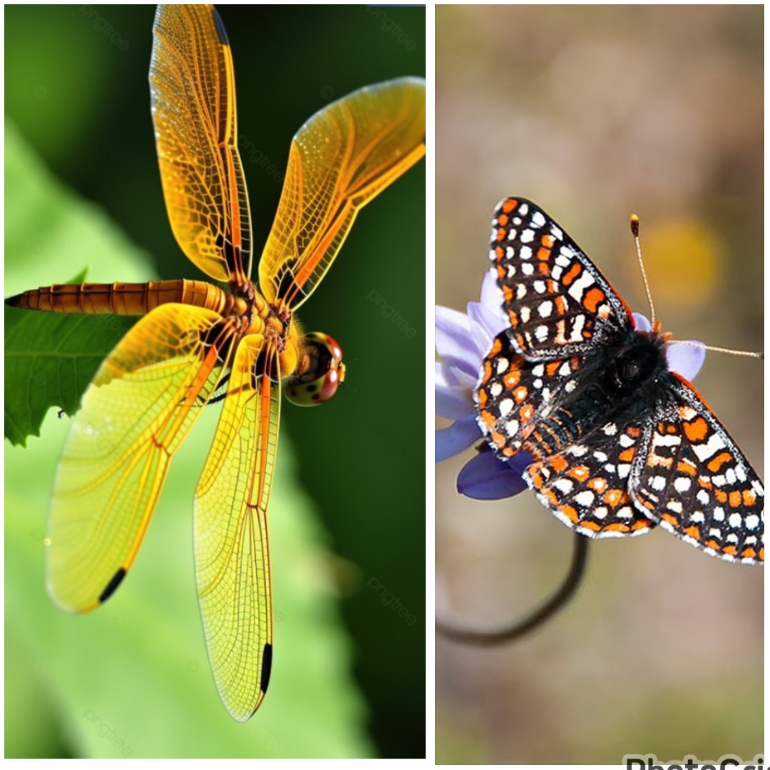 Akankah Serangga & Capung  Hilang dari INDONESIA???