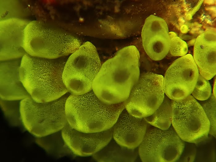 Tunikat Spesies Tak Terduga yang Mengungkap Keajaiban Lautan