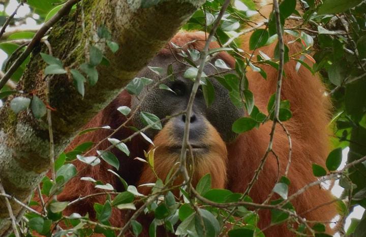 Status Kritis Orangutan Tapanuli, Spesies Langka yang Terdesak di Tanah Sendiri