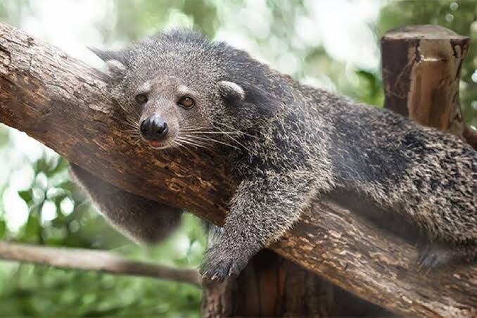 Mengenal Binturong, Hewan Langka yang Disebut Gabungan Beruang dan Kucing