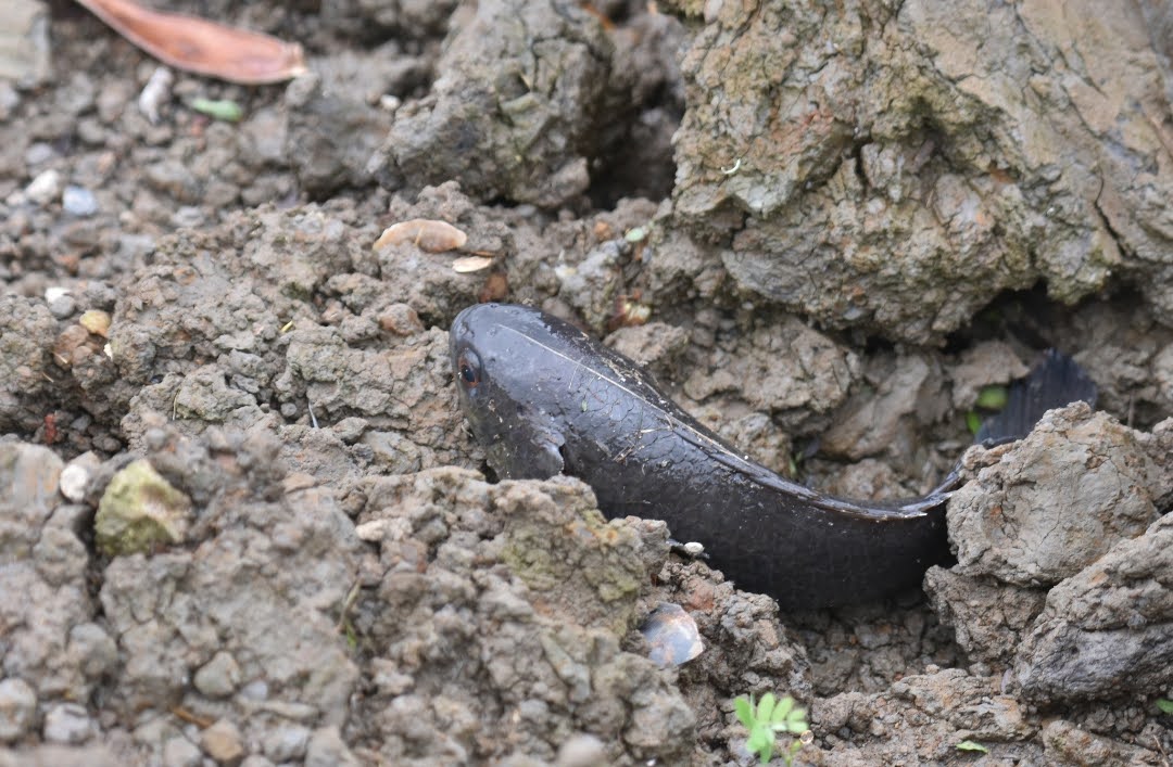 Ikan Berjalan 'Climbing Perch' invansi Mengancam Daratan Utama