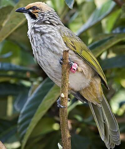 Populasi dan Tantangan Konservasi pada Burung Cucak Rawa ( Straw‑headed Bulbul / Pycnonotus zeylanicus )