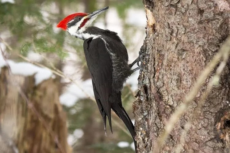 Dokter Hutan Sejati Peran Vital Burung Pelatuk yang Jarang Disadari.