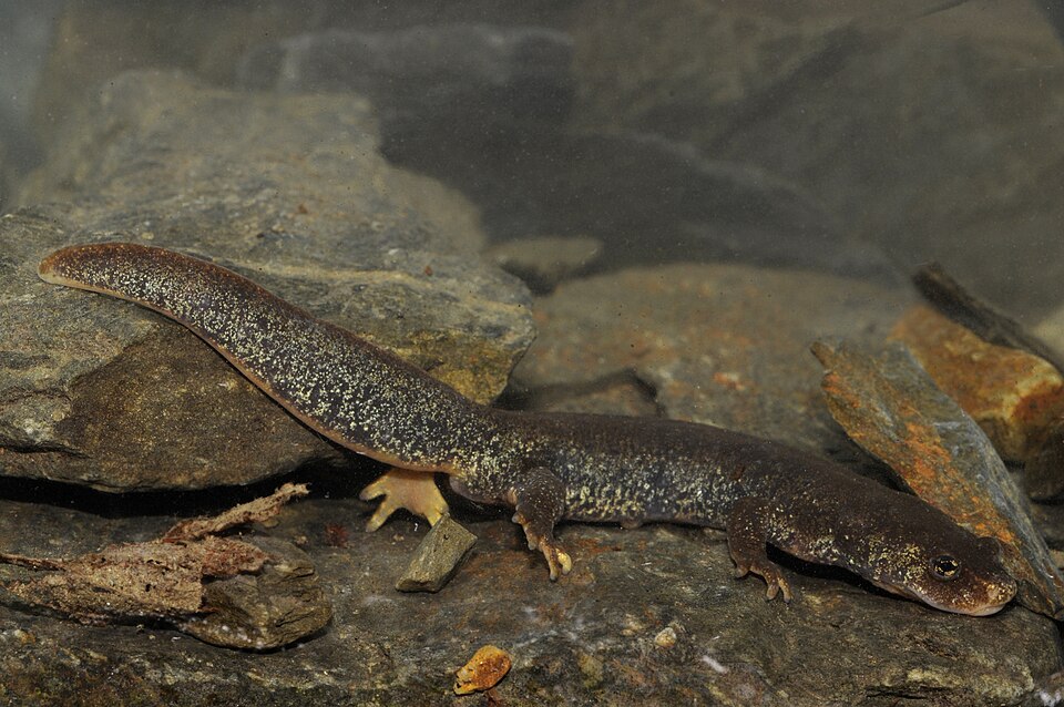 Montseny Brook Newt, Amfibi Langka Eropa yang Bertahan di Tengah Hancurnya Habitat Alami