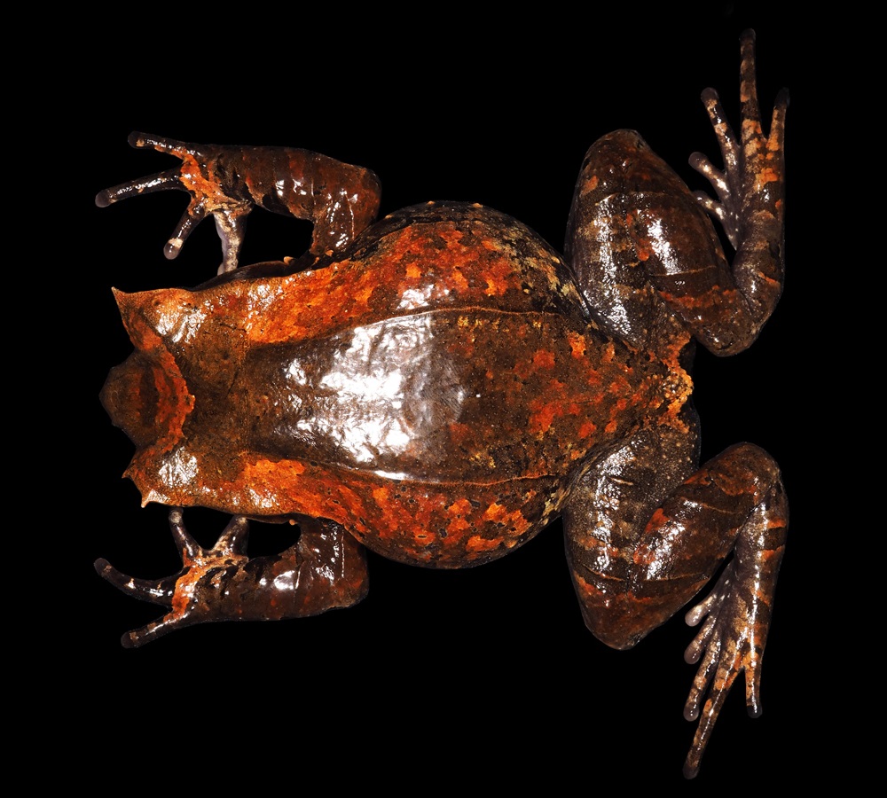 Katak Bertanduk dari Pegunungan Meratus, Pelobatrachus kalimantanensis menjadi Spesies Baru yang Menambah Kekayaan Fauna Kalimantan