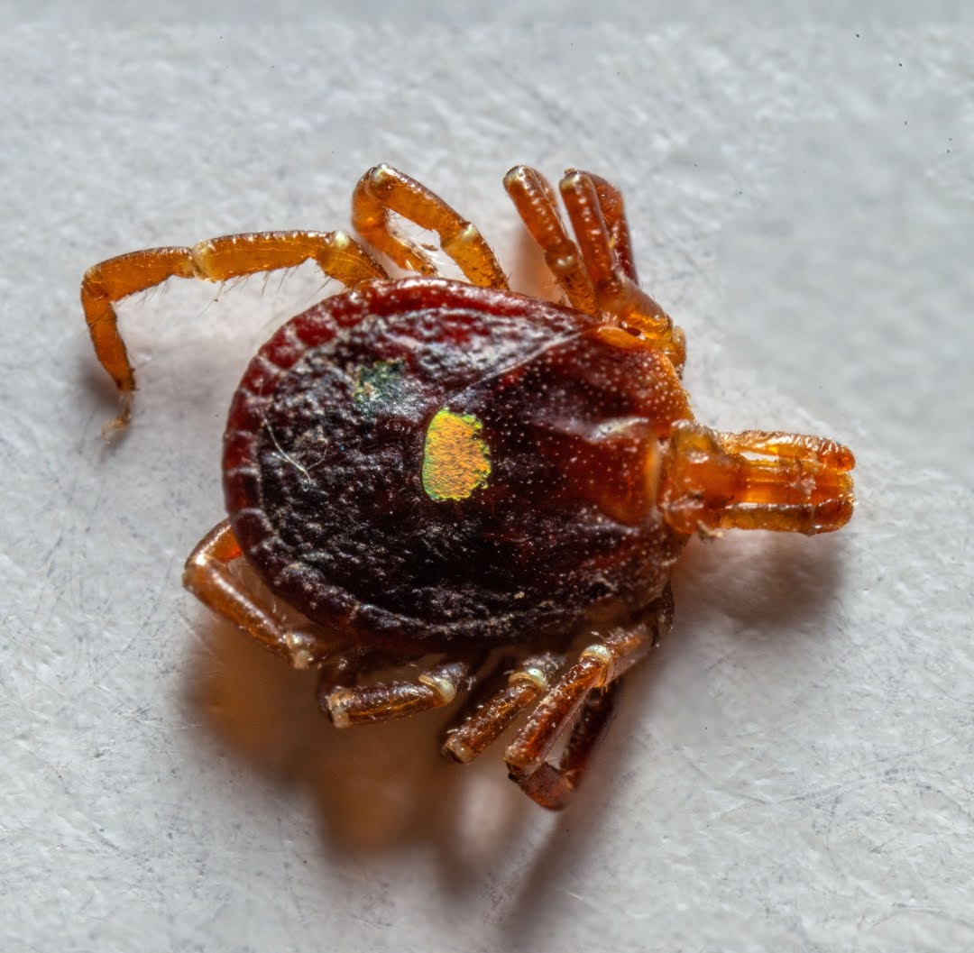 Peringatan! Gigitan Kutu Kecil Ini Bisa Picu Alergi Daging Merah Seumur Hidup