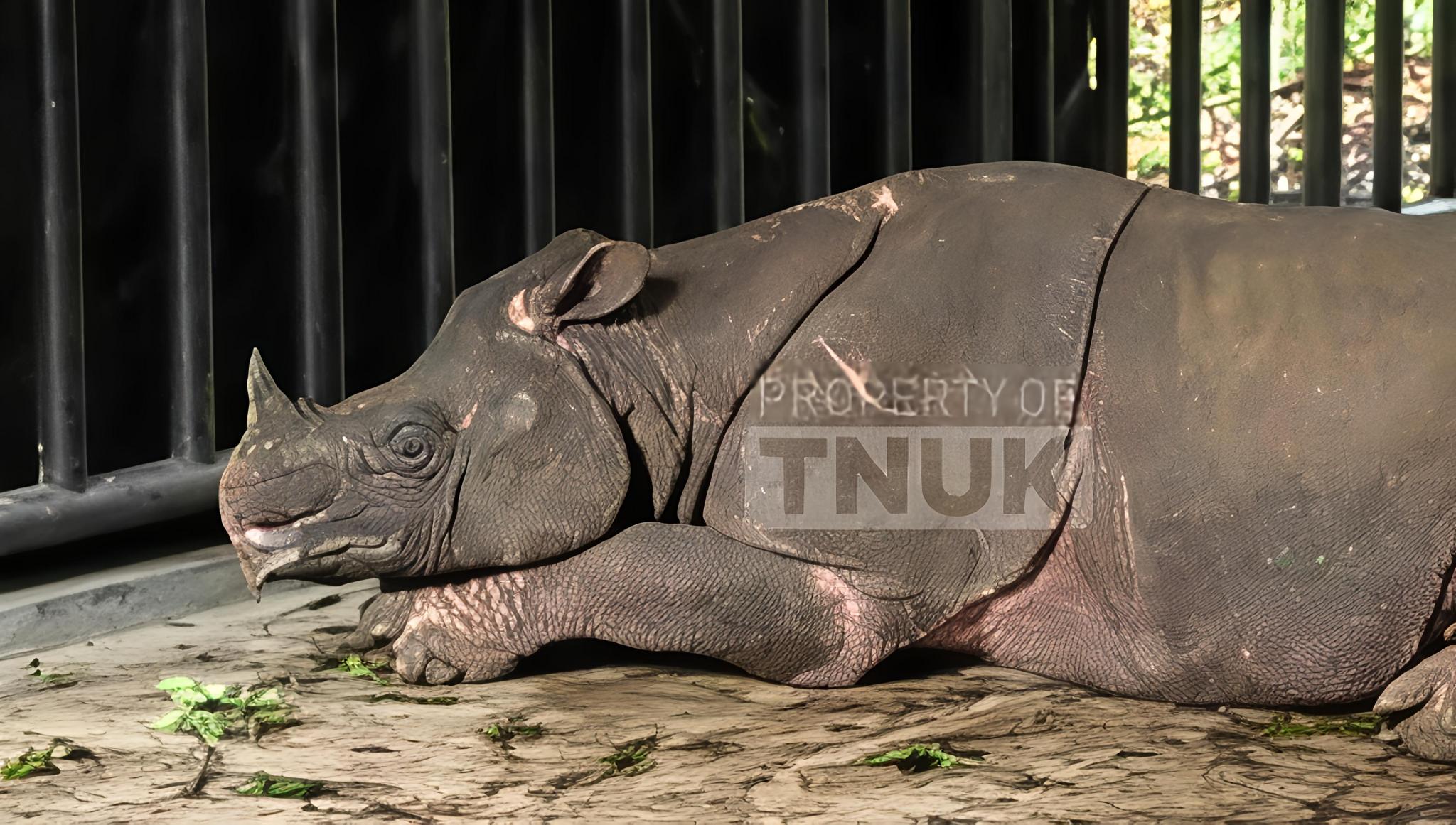 Translokasi Badak Jawa Gagal, akibat Umur Badak lanjut Usia