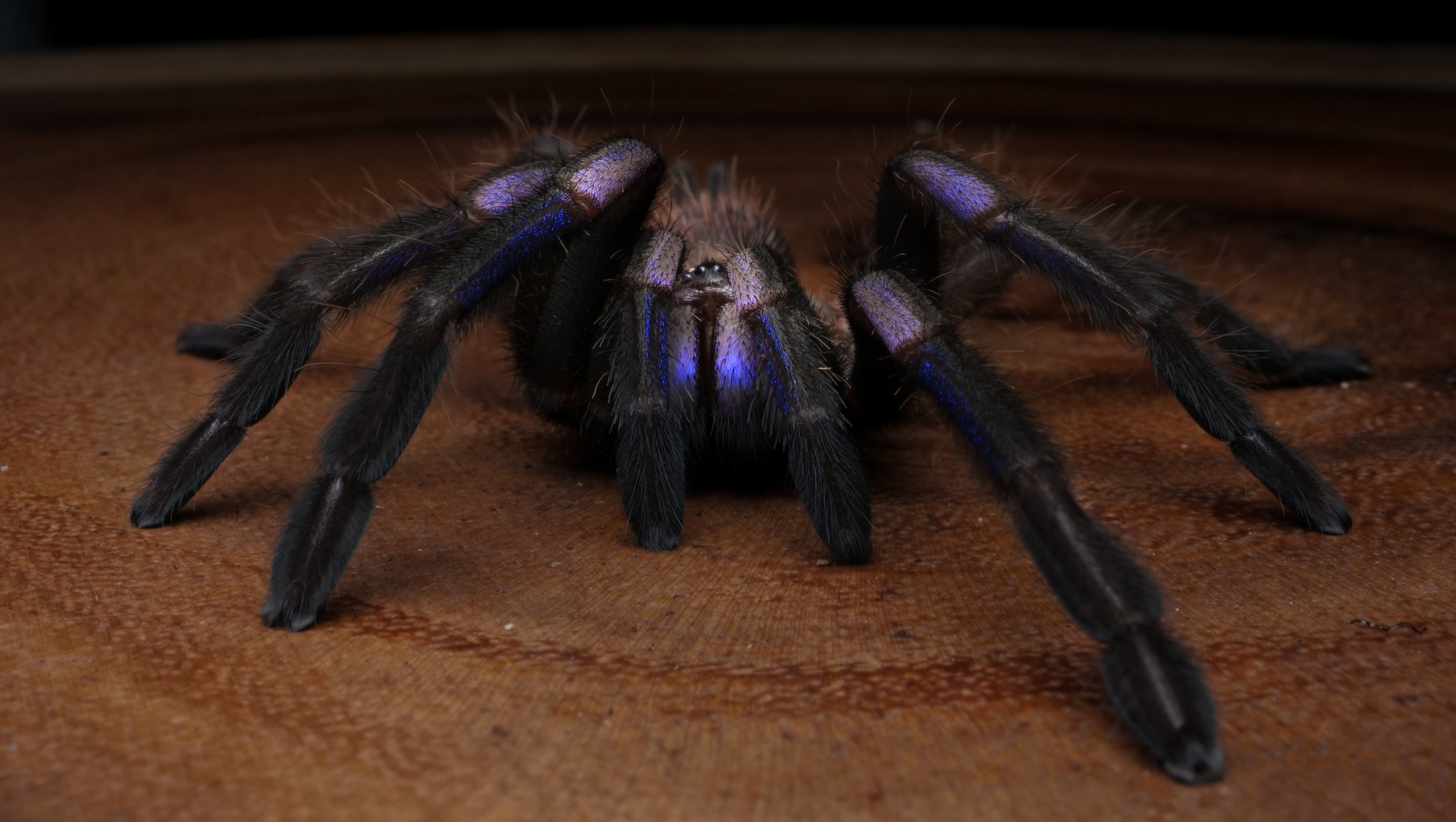 Tarantula Biru Electric Julukannya dilelang untuk amal di Thailand