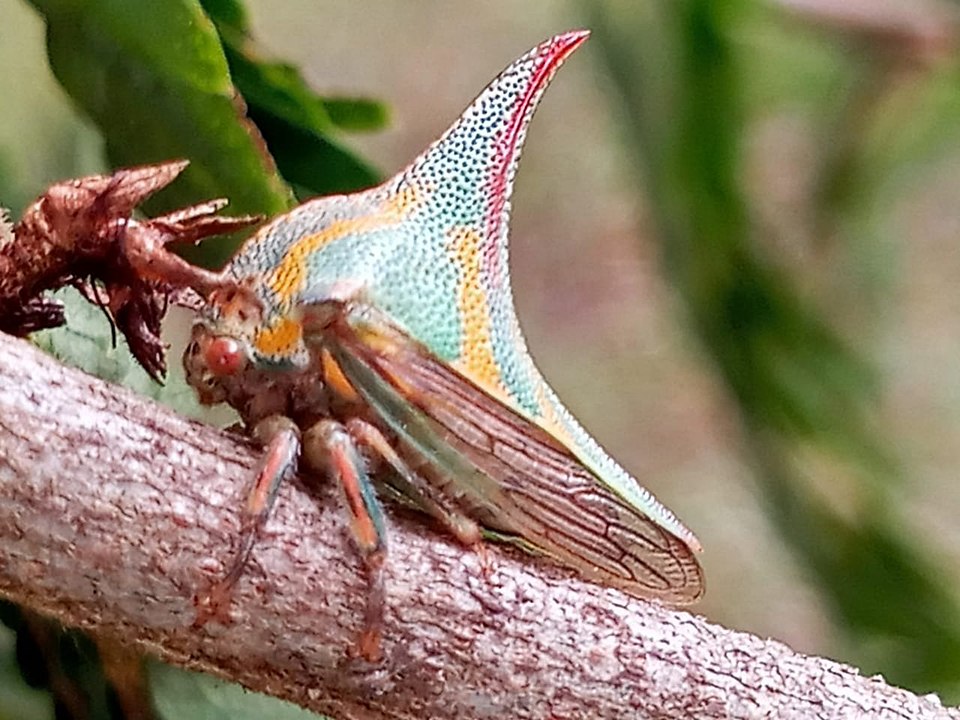 Tungau Pohon Bertanduk, Serangga Kecil dengan Plateau Evolusi di Amerika Latin