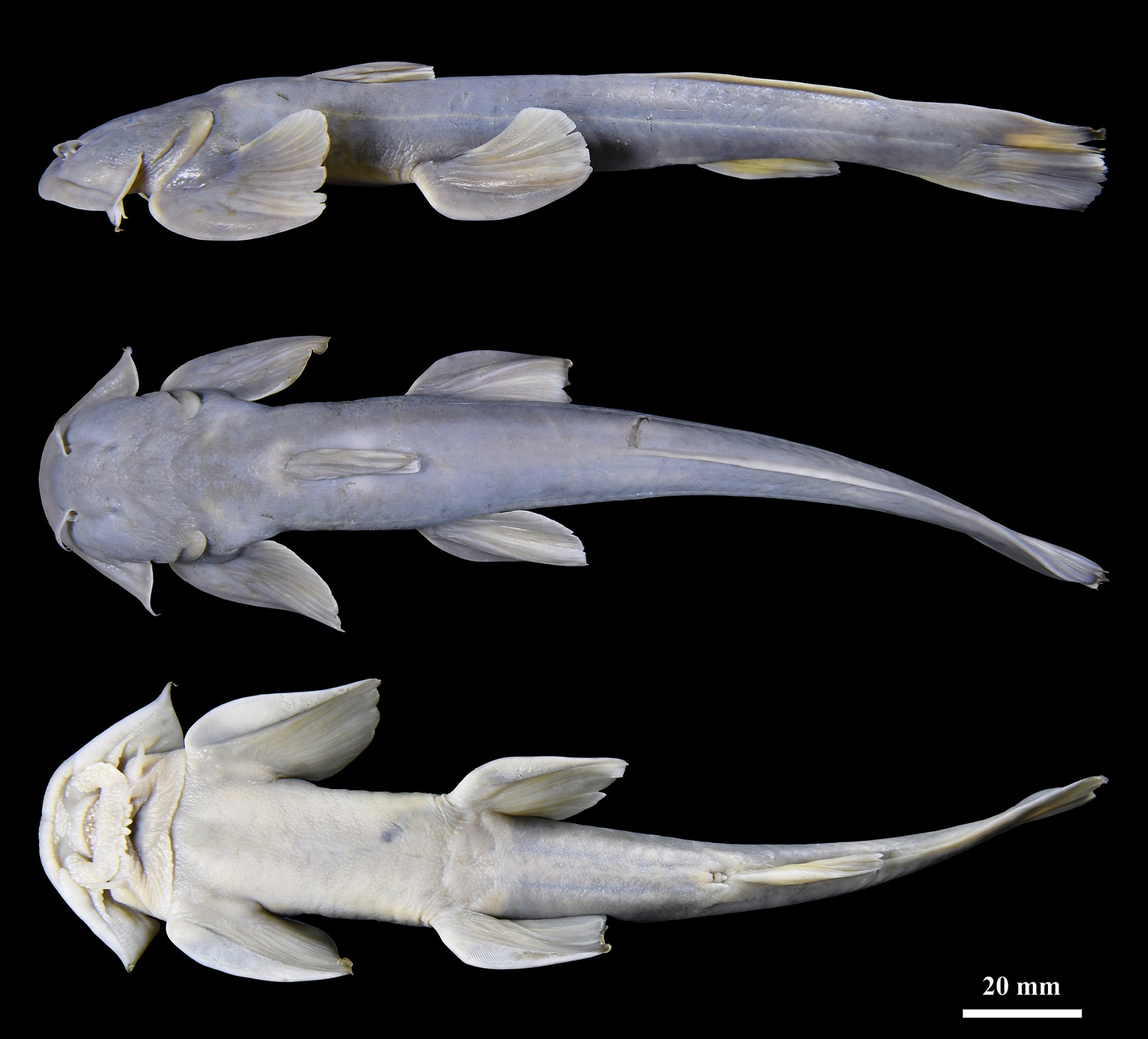 SPESIES IKAN LELE BARU DI TIBET GLARIDOGLANIS VERRUCILOBA.