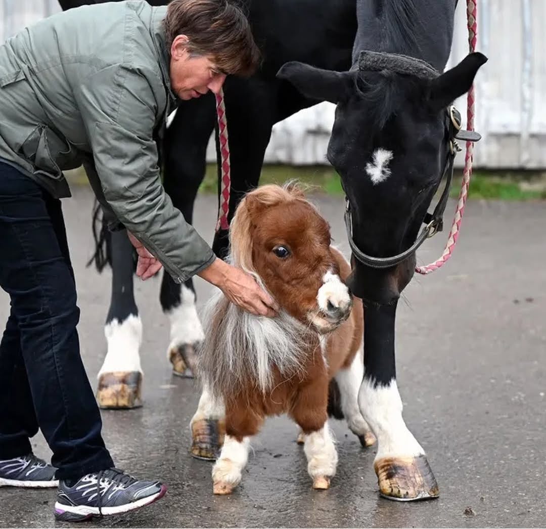 Kenalan dengan Pumuckel: Kuda Poni Super Mini yang Bisa Ikut Road Trip di Kursi Penumpang!