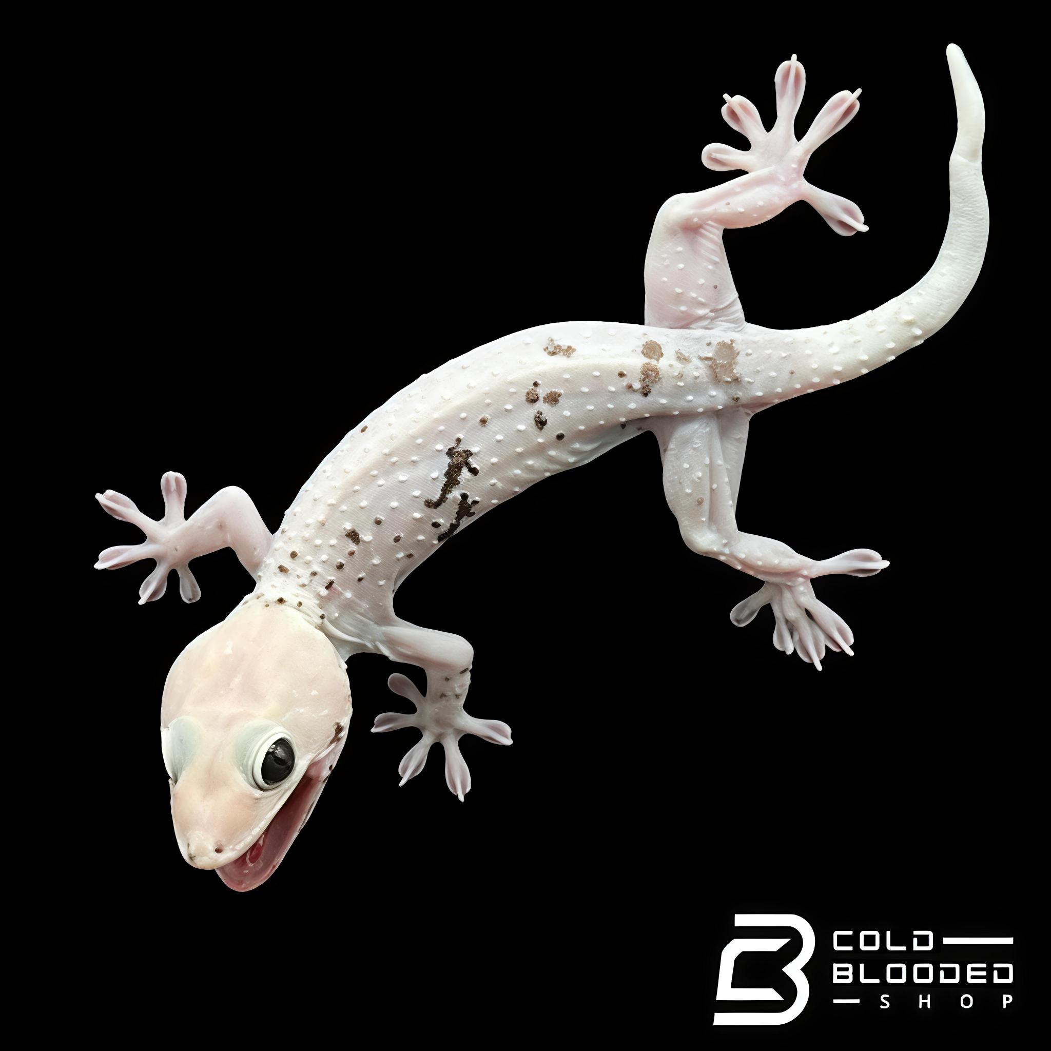 Motif Tokek yang bermutasi Genetik tidak pada Umumnya.