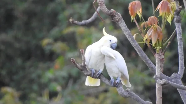 Kabar Buruk Dunia Satwa: Populasi Kakaktua Kecil Jambul Kuning di Nusa Penida Tinggal Dua Ekor