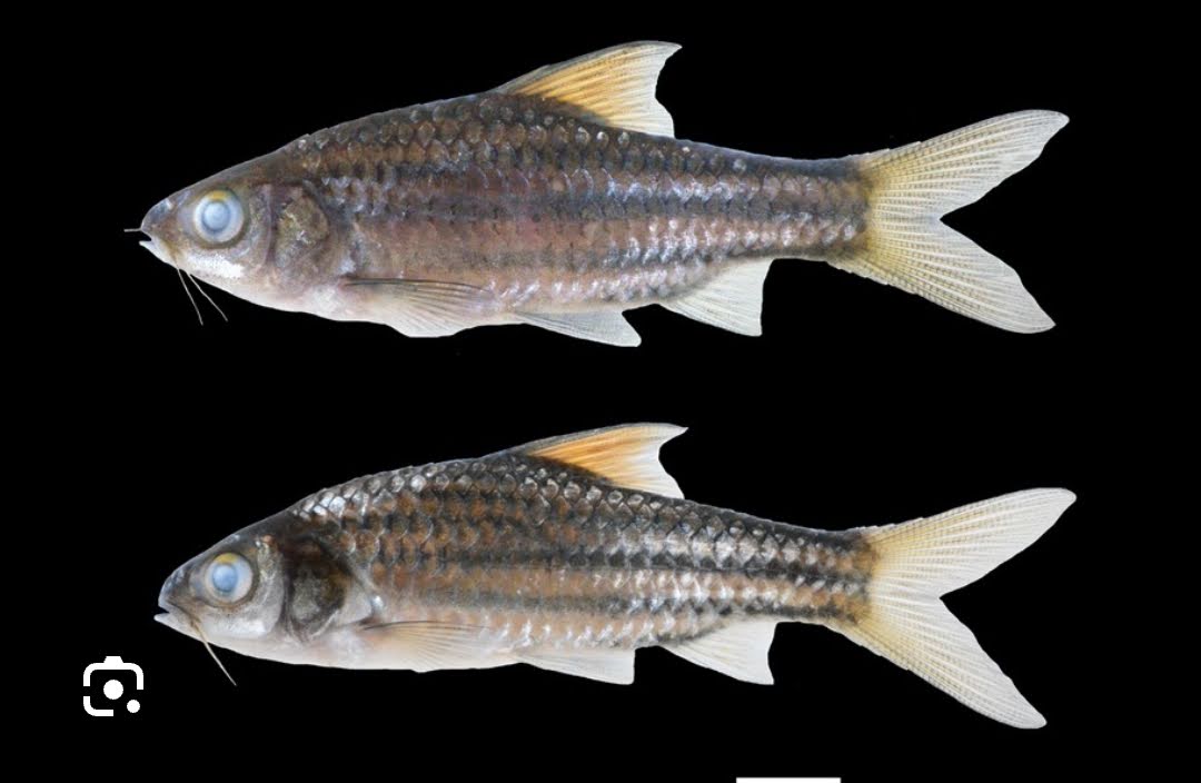 Penemuan Spesies Ikan Endemik Baru di Sungai Mahakam.