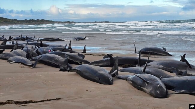 Hanya 90 yang Selamat! Paus Pembunuh Palsu Terdampar di Tasmania: Akses Sulit Hambat Penyelamatan.
