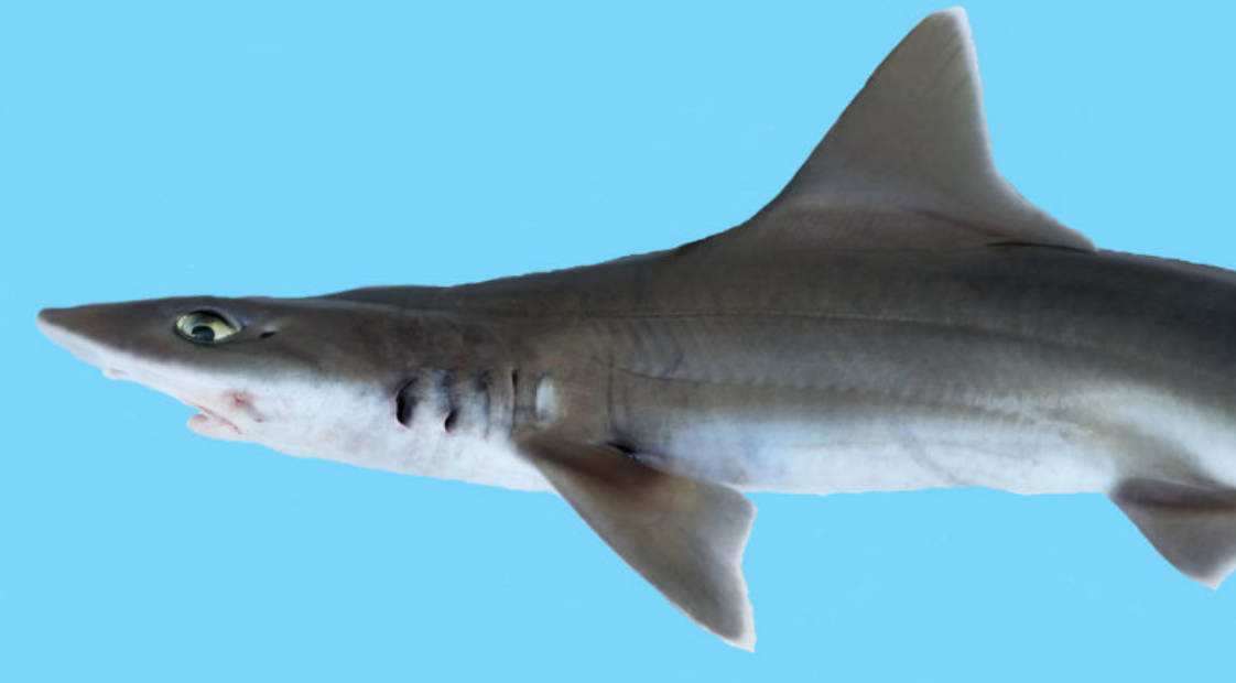 Hiu White-Margin Fin Smooth-Hound, Spesies Endemik dari Teluk California