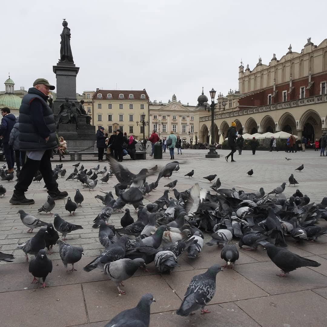 Fakta Unik Burung Merpati mampu mengenali Orang