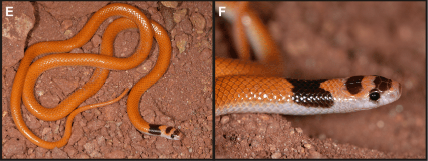 Ular Misterius Penghuni Baru Gurun Arab.