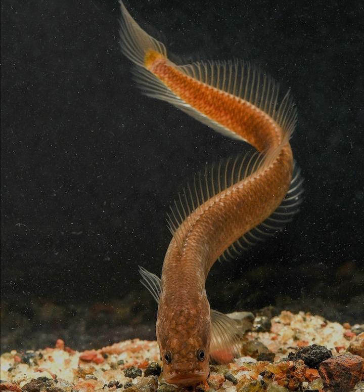 Mahabali Snakehead, Ikan Bawah Tanah Misterius dari India