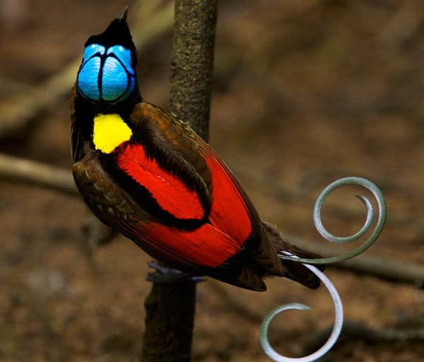 Tarian Cendrawasih Botak, Pesona Raja Ampat yang Menaklukkan Pasangan