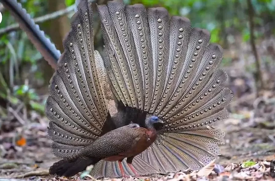 Keanggunan yang Tak Hilang: Kuau Raja, Sang Burung Legenda Nusantara