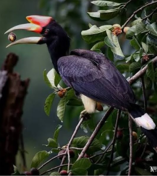 Rangkong, Sang "Petani Hutan" yang Nasibnya Kian Terancam