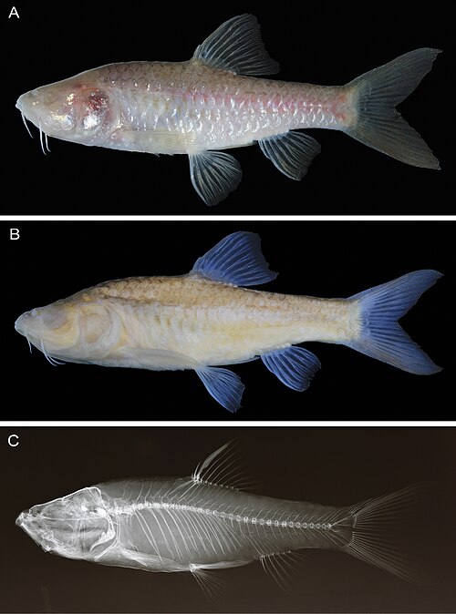 Penemuan Ikan Gua Buta Baru di Jawa Barat: Barbodes klapanunggalensis sebagai Makhluk Karst Tanpa Mata dari Kedalaman Gua
