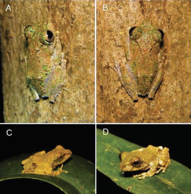 Kurixalus absconditus, Penemuan Katak Tersembunyi Kalimantan Diyakini  Sebagai Spesies Baru dari Hutan Tropis