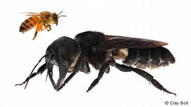 Begini Penemuan “Raksasa dari Maluku”, Lebah Terbesar di Dunia