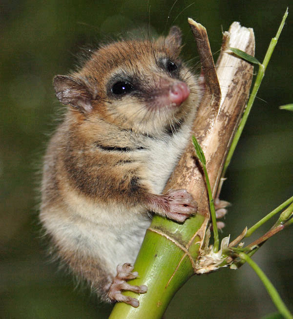 Monito del Monte, Marsupial Mini dari Hutan Chile yang Menjadi Fosil Hidup