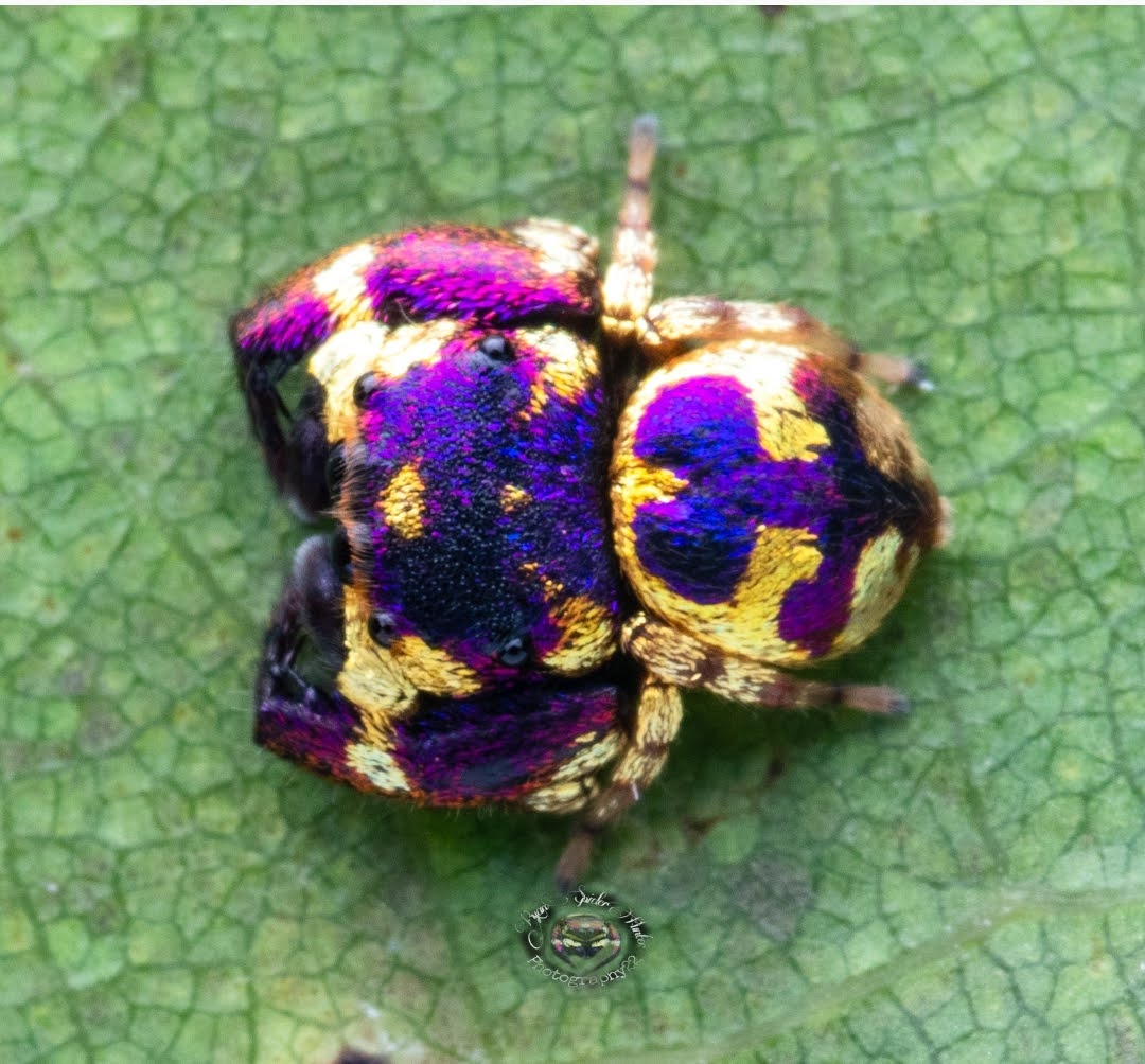 Permata Berkilauan Dunia Arakhnida,Mengenal Laba-Laba Lompat Ungu-Emas.