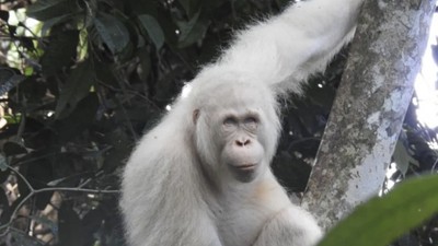 Keajaiban putih di jantung Borneo: kisah Alba, orang utan albino yang menolak menyerah