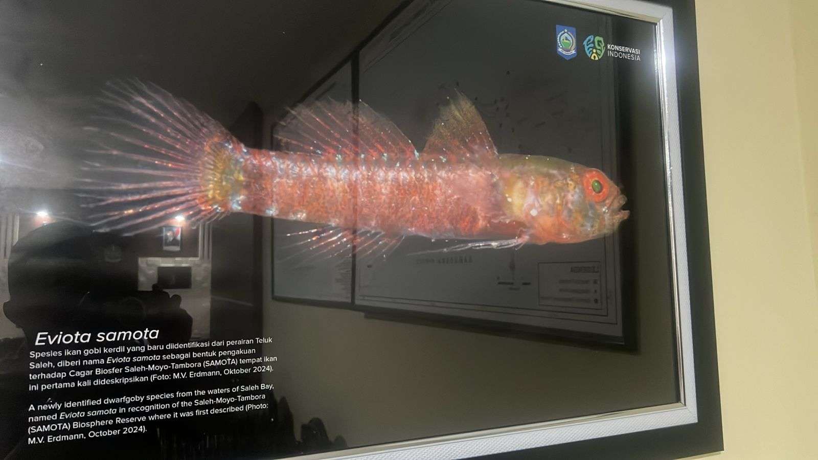 Mengenal Eviota samota, Ikan Goby Kerdil Baru dari Teluk Saleh yang Menyimpan Keajaiban Mikro Laut Indonesia