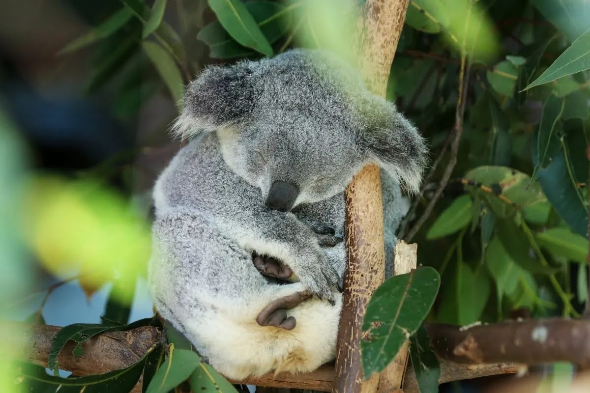 Harapan Baru! Australia Setujui Vaksin Pertama untuk Selamatkan Koala dari Klamidia.