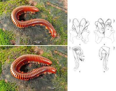 Ilmuwan Temukan Spesies Kelabang Baru di Thailand, Dinamakan Thyropygus sirindhornae