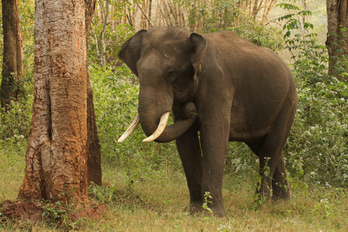 Inovasi keren!! Fases Gajah Jadi Bahan pembuat Kertas
