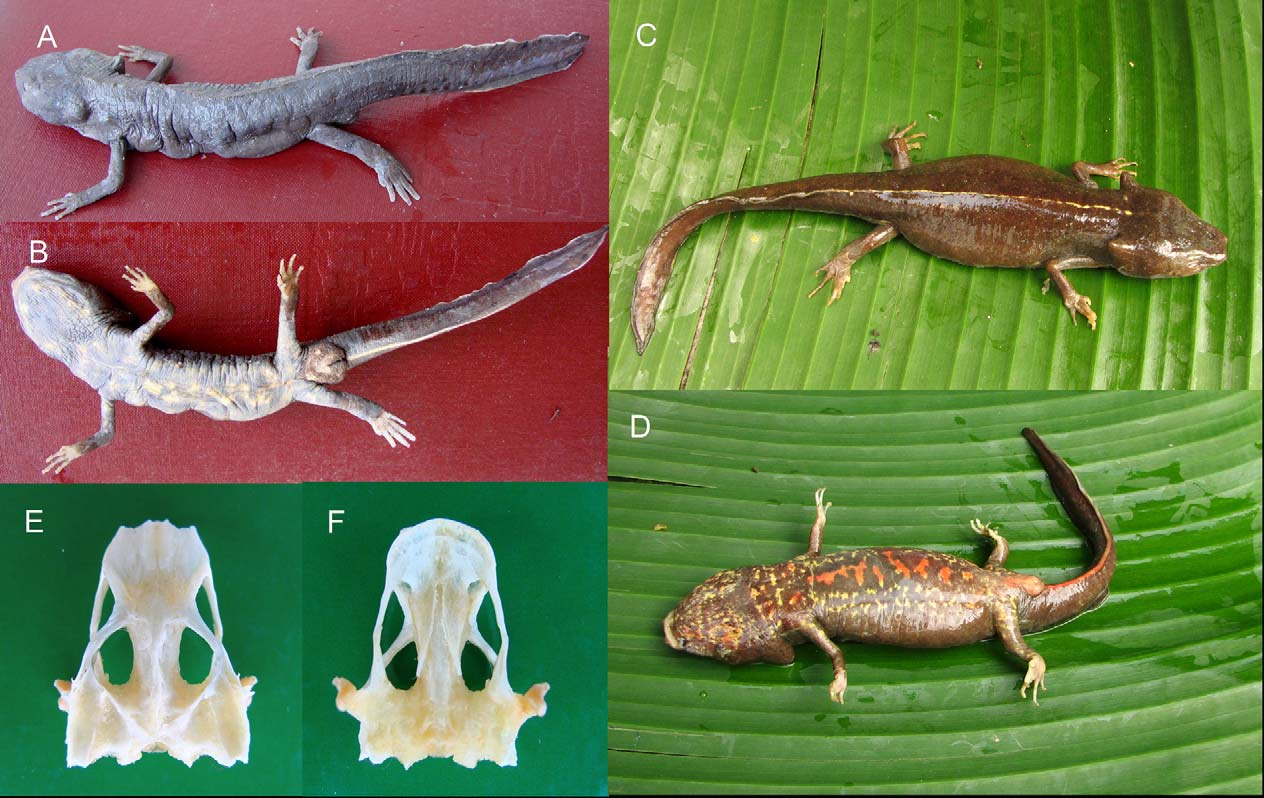 Paramesotriton maolanensis